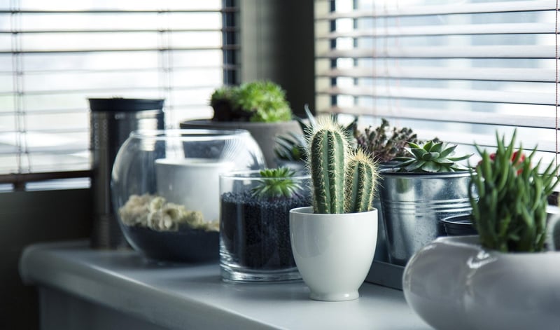 Succulent Garden